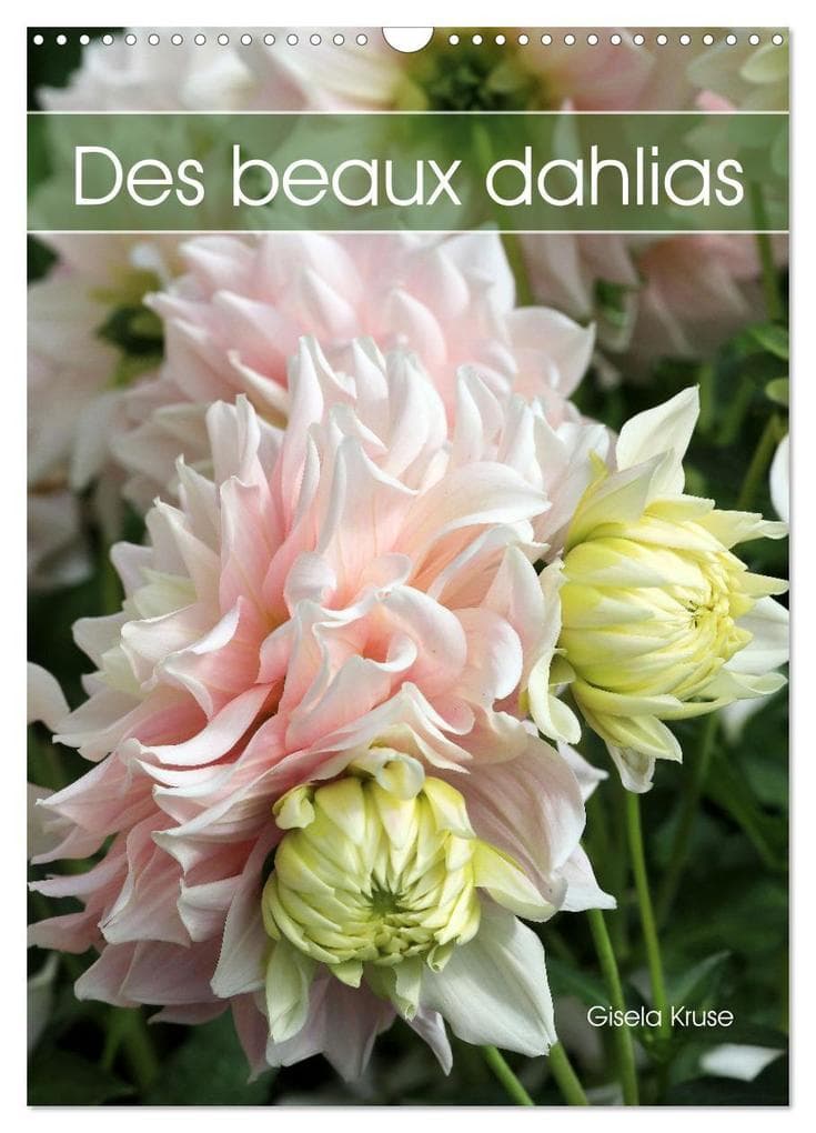 Des beaux dahlias (Calendrier mural 2026 DIN A3 horizontal), CALVENDO calendrier mensuel