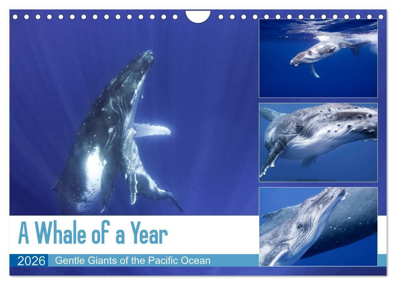 A Whale of a Year (Wall Calendar 2026 DIN A4 landscape), CALVENDO 12 Month Wall Calendar