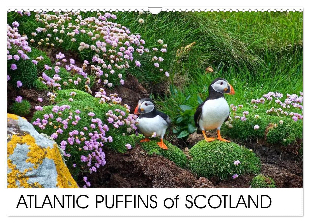 ATLANTIC PUFFINS OF SCOTLAND (Wall Calendar 2026 DIN A3 landscape), CALVENDO 12 Month Wall Calendar