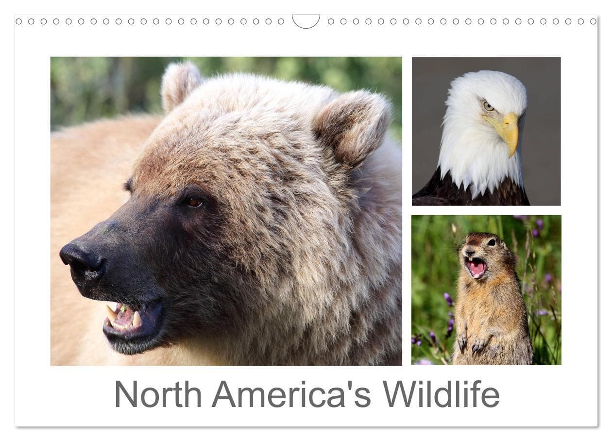 North America's Wildlife (Wall Calendar 2026 DIN A3 landscape), CALVENDO 12 Month Wall Calendar