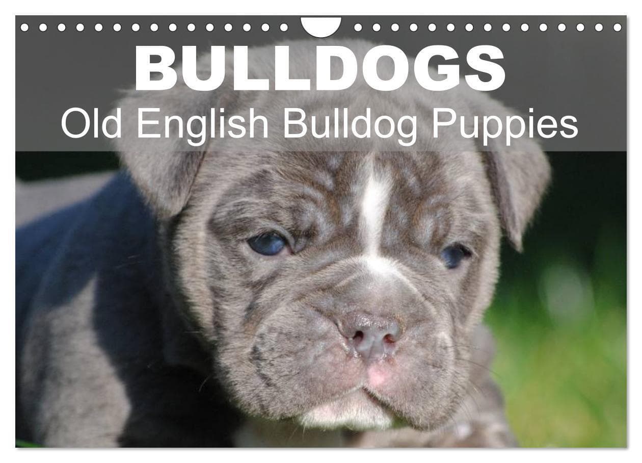 Bulldogs - Old English Bulldog Puppies (Wall Calendar 2026 DIN A4 landscape), CALVENDO 12 Month Wall Calendar