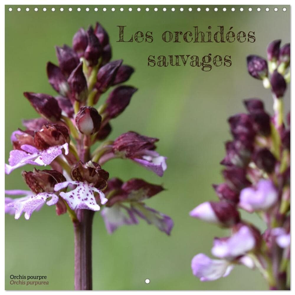Les orchidées sauvages (Calendrier mural carré 2026 30x30 cm) Calendrier double avec une page pour v