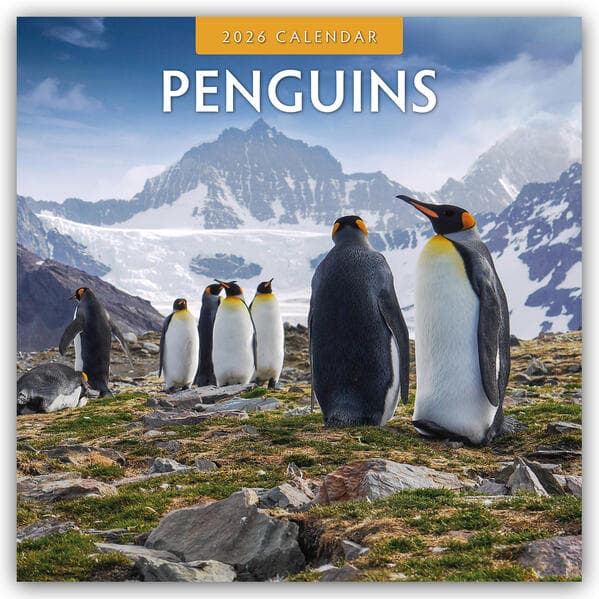 Penguins - Pinguine 2026 - 16-Monatskalender