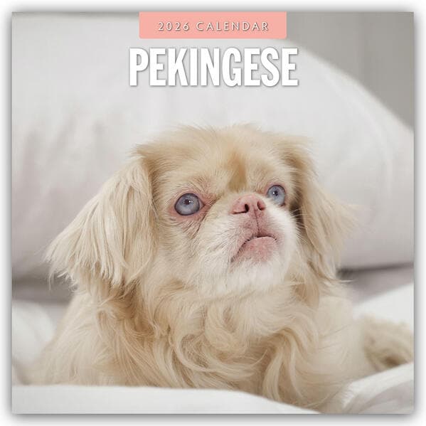 Pekingese - Pekinese - Peking Palasthund 2026 - 16-Monatskalender