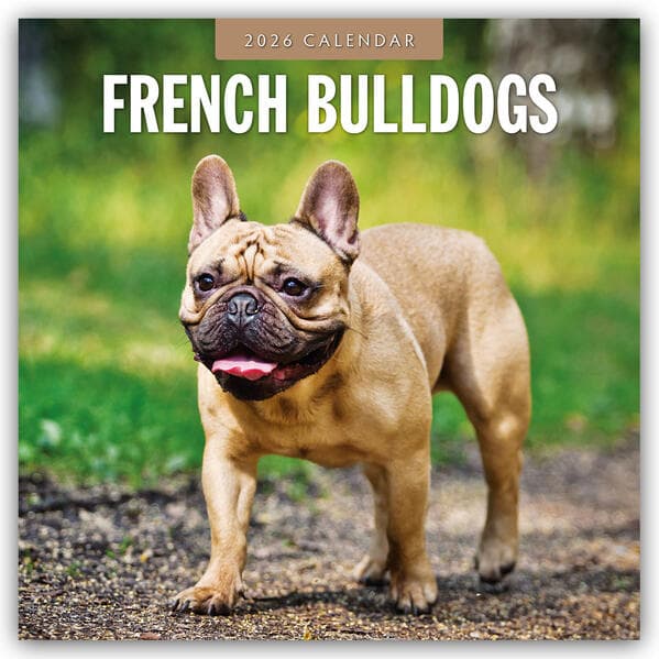 French Bulldogs 2026 Square Wall Calendar