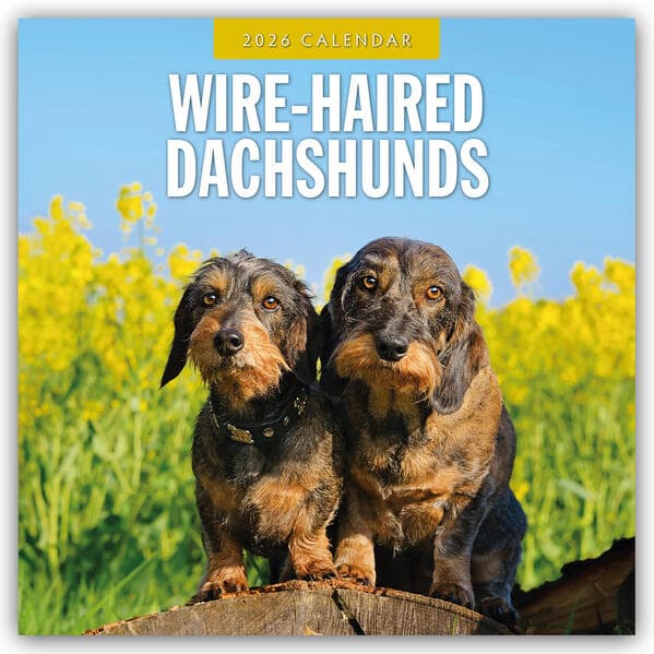 Wire-haired Dachshunds 2026 Square Wall Calendar