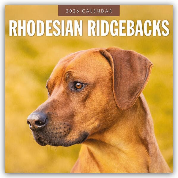Rhodesian Ridgebacks 2026 Square Wall Calendar