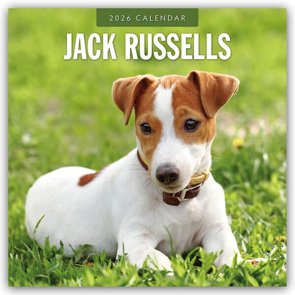 Jack Russells 2026 Square Wall Calendar
