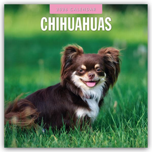 Chihuahuas 2026 Square Wall Calendar