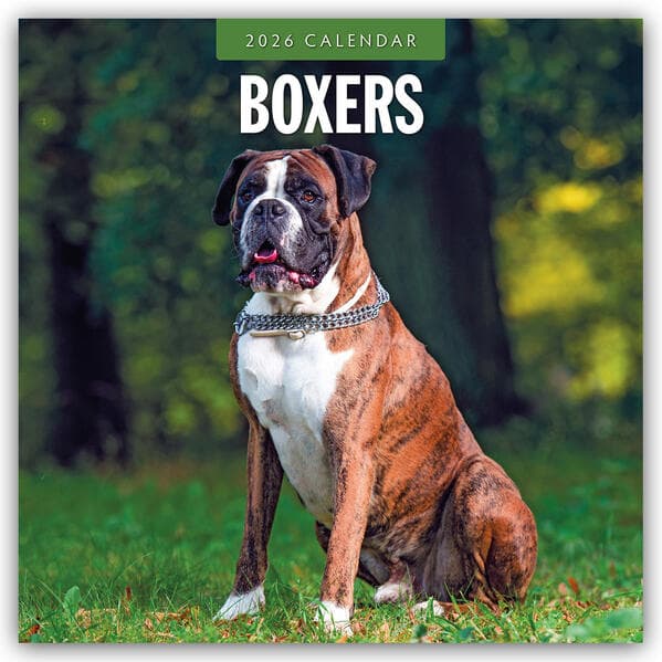 Boxers 2026 Square Wall Calendar