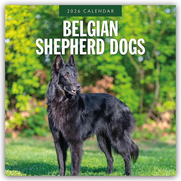 Belgian Shepherd Dogs 2026 Square Wall Calendar