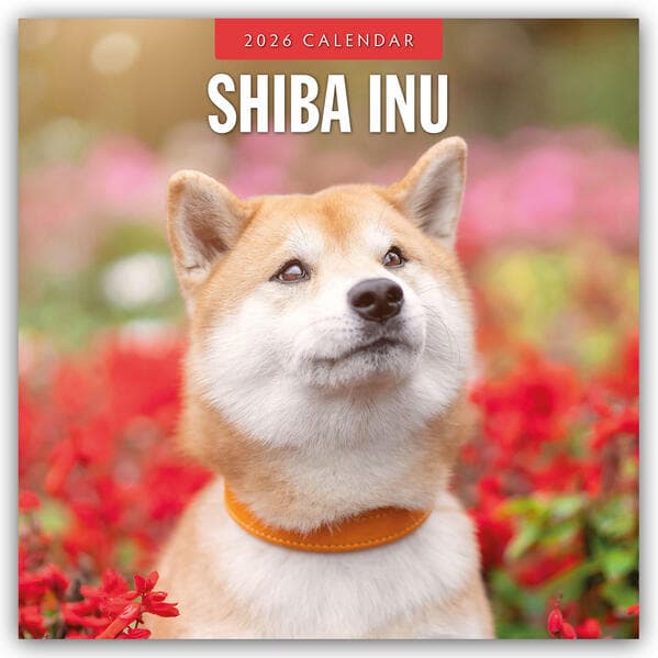 Shiba Inu 2026 Square Wall Calendar