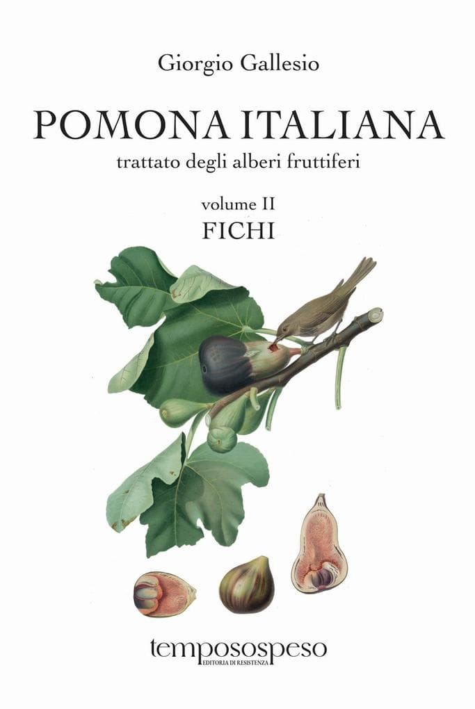 Fichi