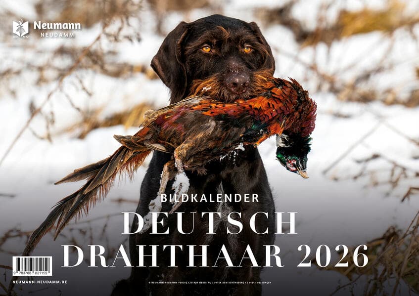 Deutsch Drahthaar 2026
