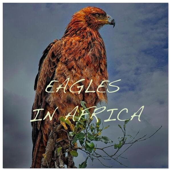 Eagles in Africa (Wall Calendar 2026 12 × 12 Inch) CALVENDO 12 Month Wall Calendar