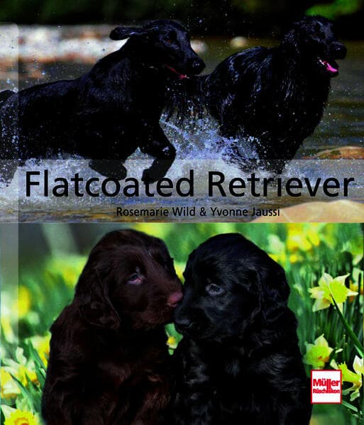 Flatcoated Retriever
