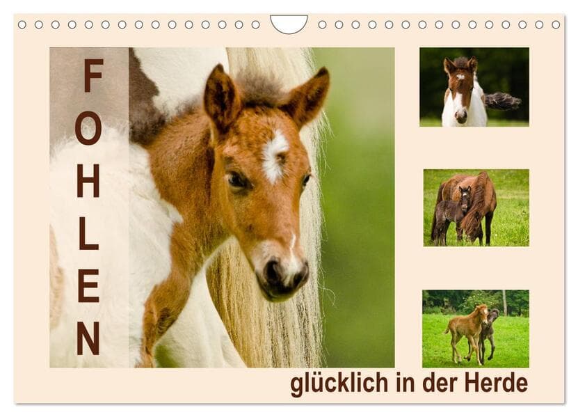 Fohlen, glücklich in der Herde (Wandkalender 2026 DIN A4 quer), CALVENDO Monatskalender