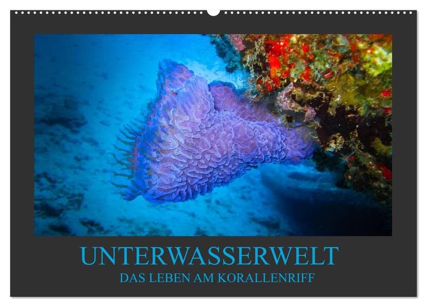 Unterwasserwelt - Das Leben am Korallenriff (Wandkalender 2026 DIN A2 quer), CALVENDO Monatskalender