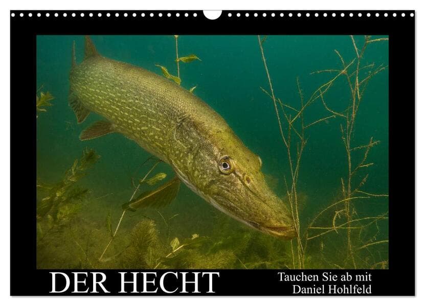 Der Hecht - Tauchen Sie ab mit Daniel Hohlfeld (Wandkalender 2026 DIN A3 quer), CALVENDO Monatskalen