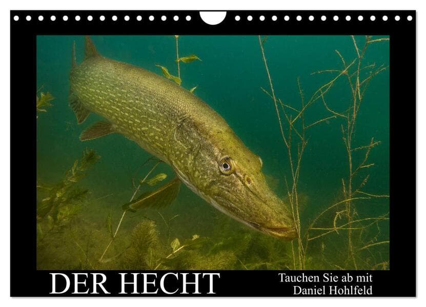 Der Hecht - Tauchen Sie ab mit Daniel Hohlfeld (Wandkalender 2026 DIN A4 quer), CALVENDO Monatskalen