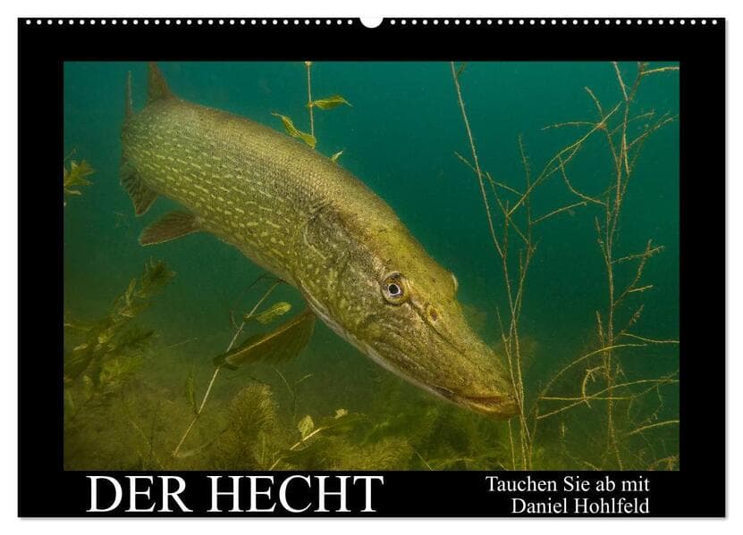 Der Hecht - Tauchen Sie ab mit Daniel Hohlfeld (Wandkalender 2026 DIN A2 quer), CALVENDO Monatskalen