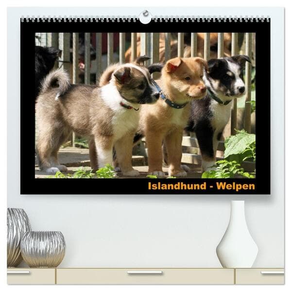 Islandhund - Welpen / CH-Version (hochwertiger Premium Wandkalender 2026 DIN A2 quer), Kunstdruck in