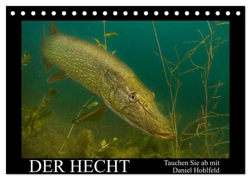 Der Hecht - Tauchen Sie ab mit Daniel Hohlfeld (Tischkalender 2026 DIN A5 quer), CALVENDO Monatskale