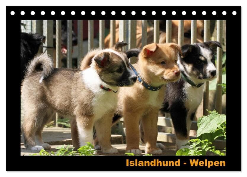 Islandhund - Welpen / CH-Version (Tischkalender 2026 DIN A5 quer), CALVENDO Monatskalender
