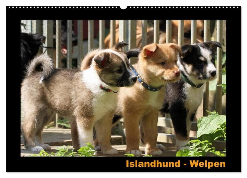 Islandhund - Welpen / CH-Version (Wandkalender 2026 DIN A2 quer), CALVENDO Monatskalender