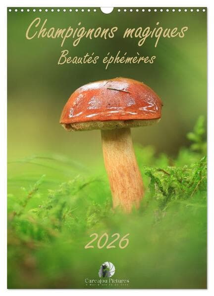 Champignons magiques - Beautés éphémères (Calendrier mural 2026 DIN A3 horizontal), CALVENDO calendrier mensuel