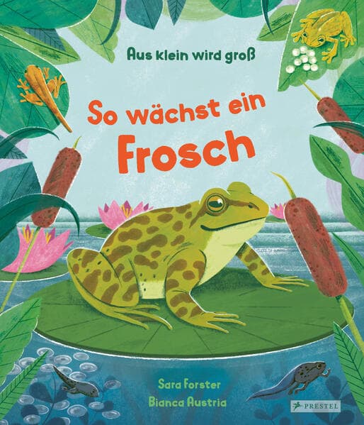 Aus klein wird groß. So wächst ein Frosch