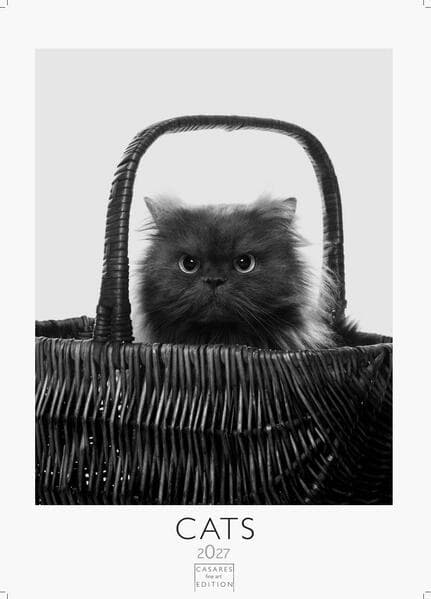 Cats schwarz-weiss Kalender 2027 - Wandkalender | Fotokalender Tierkalender Grosses Format 59x42cm. - Katzenkalender | Perfekt für Katzenliebhaber und Tierkalenderfans