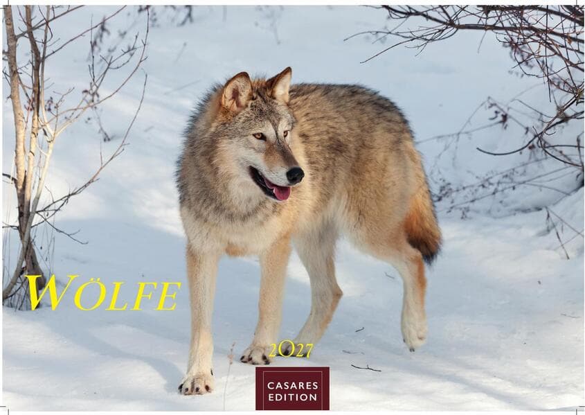 Wölfe Kalender 2027 - Wandkalender | Fotokalender Tierkalender 35x50cm Grosses Format - . mit faszinierenden Wolf-Motiven,.