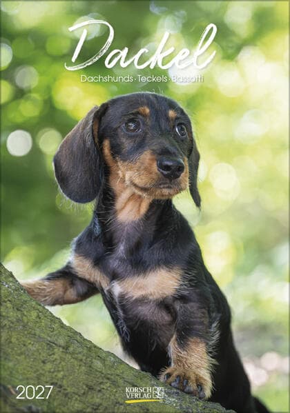 Dackel 2027
