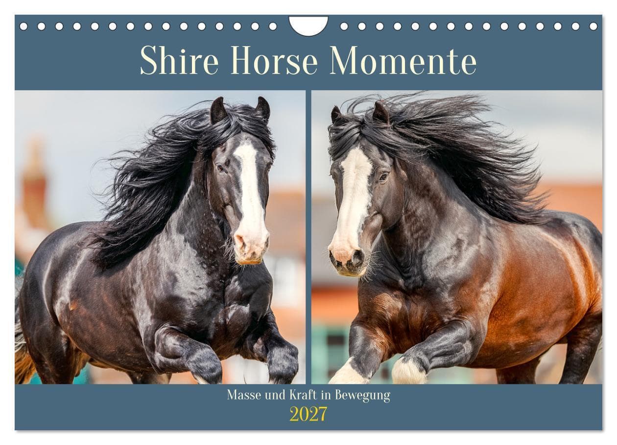 Shire Horse Momente. Masse und Kraft in Bewegung (Wandkalender 2027 DIN A4 quer), CALVENDO Monatskalender