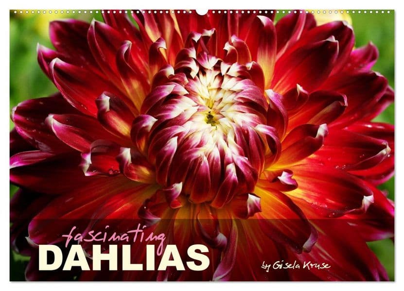 Fascinating Dahlias (Wall Calendar 2027 DIN A2 landscape), CALVENDO 12 Month Wall Calendar