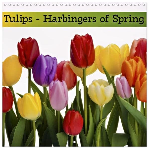 Tulips - Harbingers of Spring (Wall Calendar 2027 12 × 12 Inch) CALVENDO 12 Month Wall Calendar