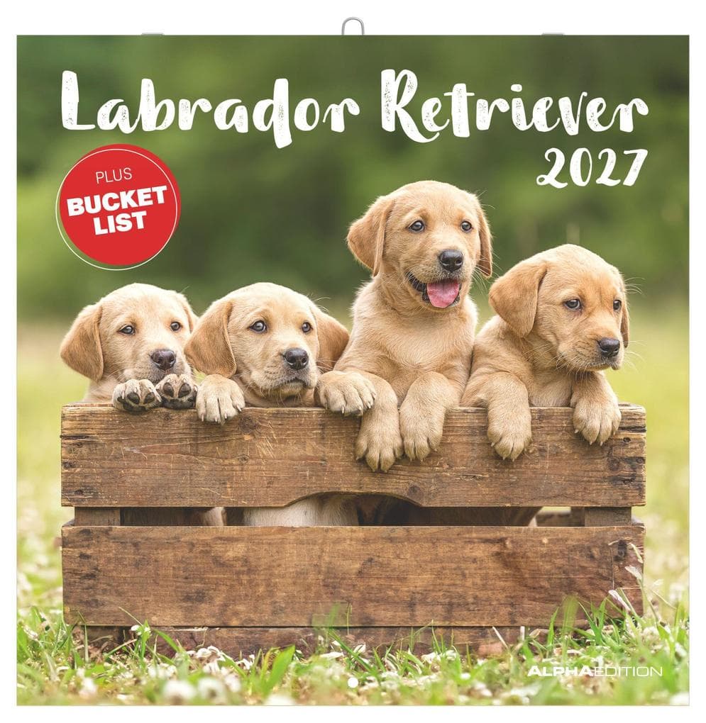Labrador Retriever 2027