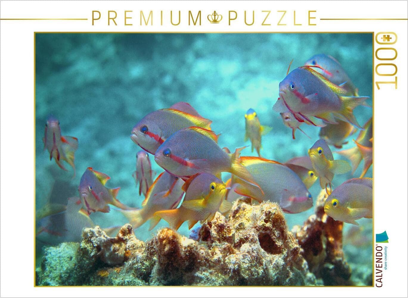 CALVENDO Puzzle Buntes Treiben der Fahnenbarsche | 1000 Teile Lege-Größe 64x48cm Foto-Puzzle für glückliche Stunden