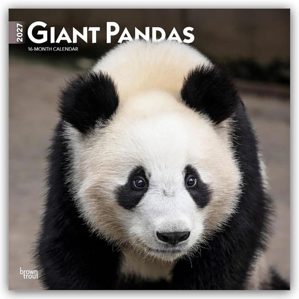 Giant Pandas - Großer Panda - Pandabären 2027 - 16-Monatskalender