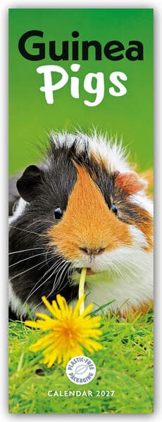 Guniea Pigs - Meerschweinchen 2027 - Slimline-Kalender