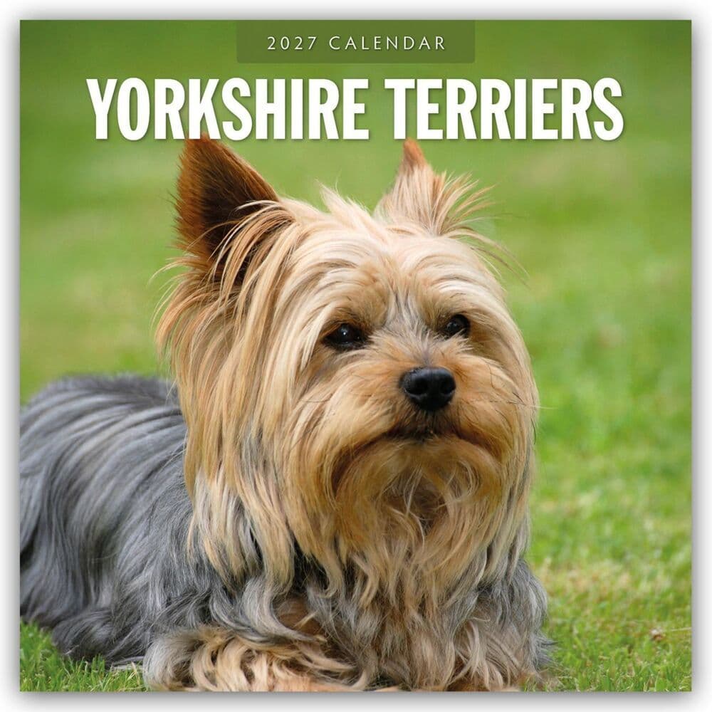 Yorkshire Terriers - Yorkshire Terrier 2027 - 16-Monatskalender