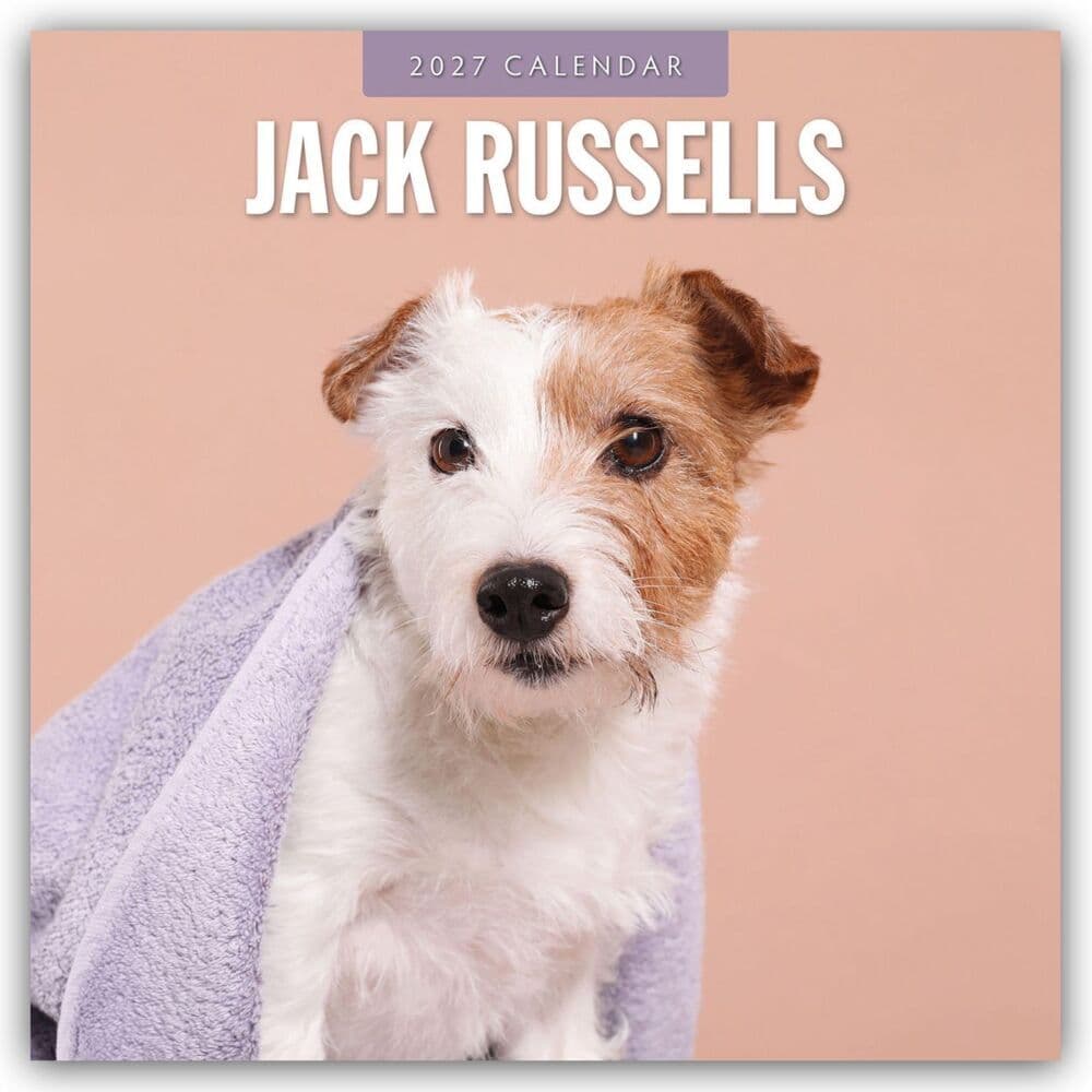 Jack Russells - Jack Russell Terrier 2027 - 16-Monatskalender