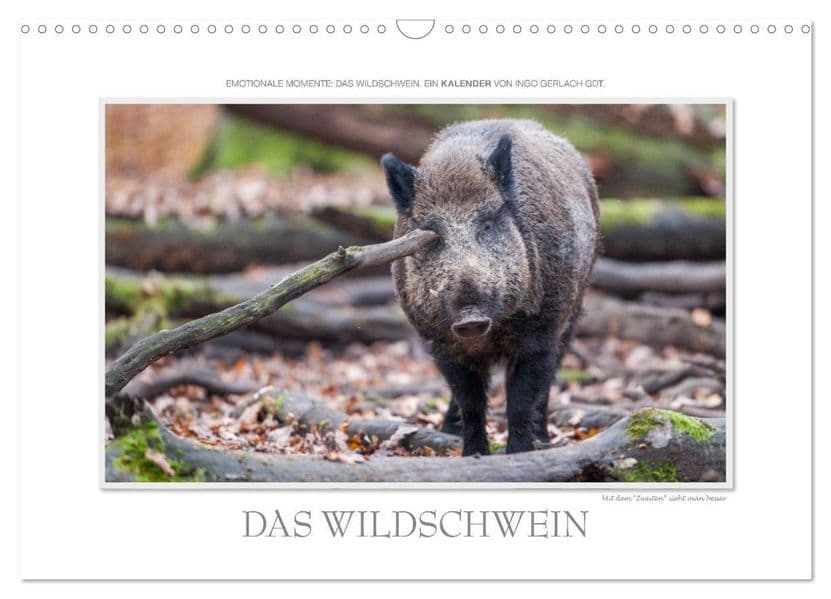 Emotionale Momente: Das Wildschwein. / CH-Version (Wandkalender 2027 DIN A3 quer), CALVENDO Monatskalender