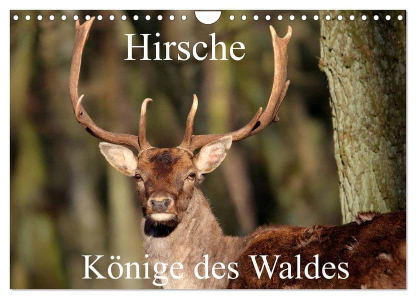Hirsche - Könige des Waldes/Geburtstagskalender (Wandkalender 2027 DIN A4 quer), CALVENDO Monatskalender
