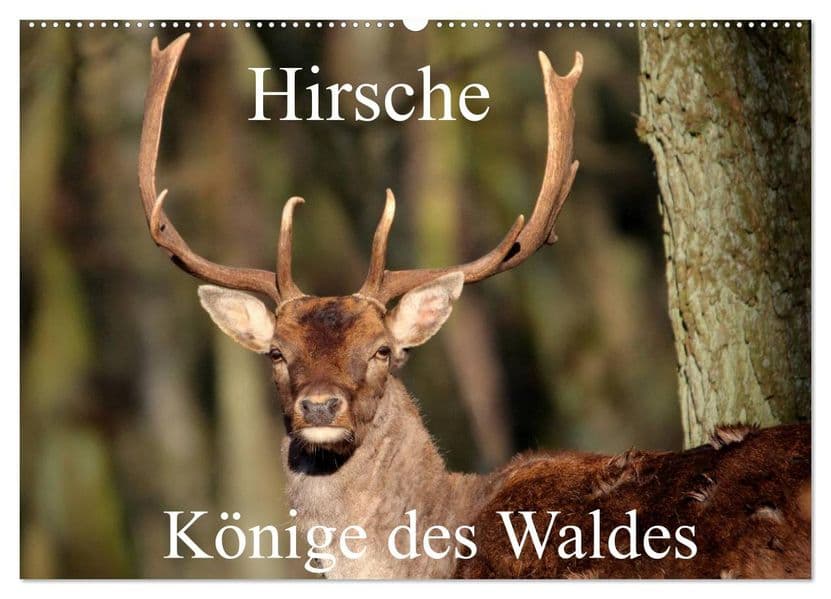 Hirsche - Könige des Waldes/Geburtstagskalender (Wandkalender 2027 DIN A2 quer), CALVENDO Monatskalender