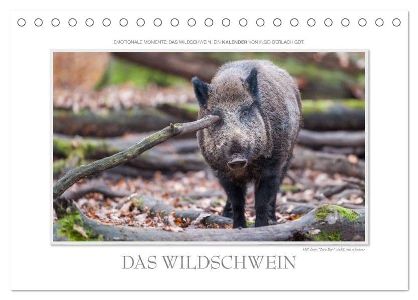 Emotionale Momente: Das Wildschwein. / CH-Version (Tischkalender 2027 DIN A5 quer), CALVENDO Monatskalender