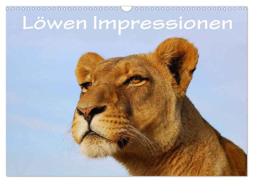 Löwen Impressionen (Wandkalender 2027 DIN A3 quer), CALVENDO Monatskalender