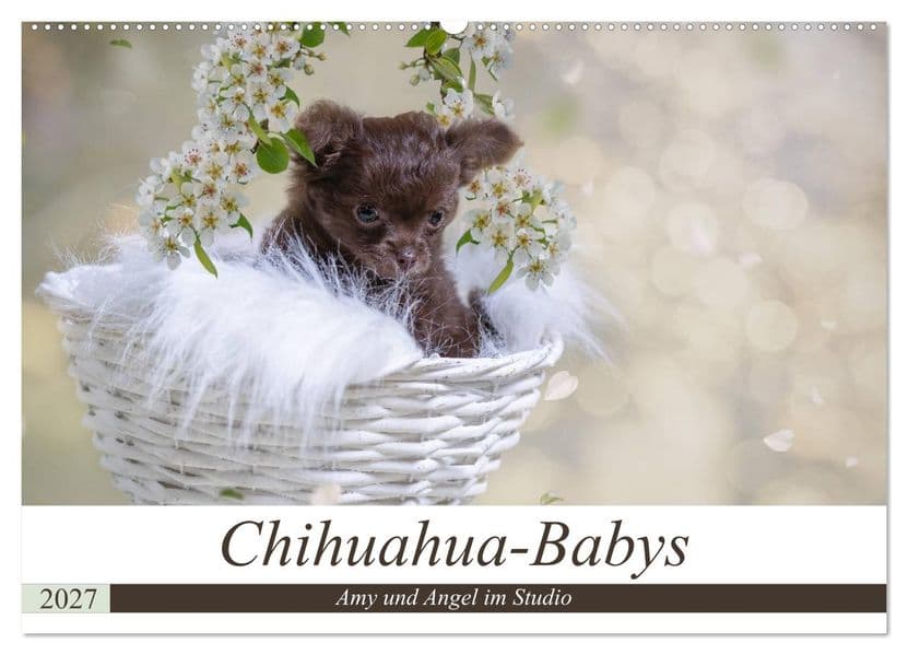 Chihuahua-Babys - Amy und Angel im Studio (Wandkalender 2027 DIN A2 quer), CALVENDO Monatskalender