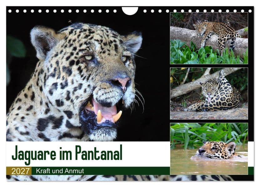Jaguare im Pantanal (Wandkalender 2027 DIN A4 quer), CALVENDO Monatskalender
